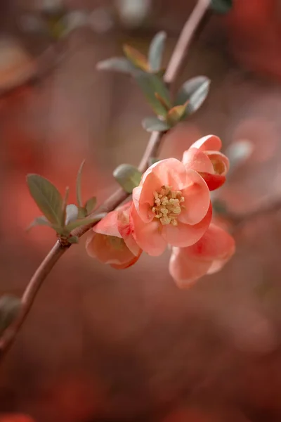 Fleurs Coing Orange Rose Jardins Printaniers Avec Arbres Fleurs Jardin — Photo
