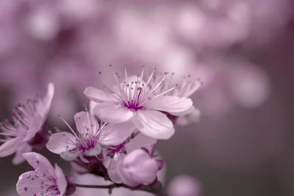 Weiße Und Rosa Sakura Kirschblüten Frühlingsgärten Mit Blühenden Bäumen Sonniger — Stockfoto