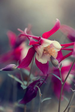 Columbine, güneşli bir günde pembe çiçekler, bahar mevsimi, çiçek, bulanık arka plan, ön çekim