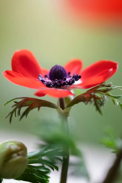 Anemones Red Flowers Sunny Day Spring Season Flower Blurred Background — Stock Photo, Image