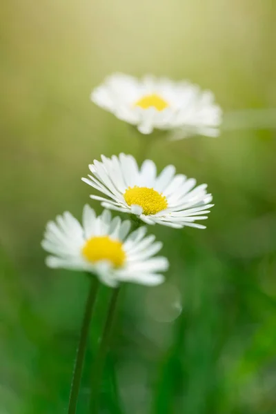 Papatyalar Çayırdaki Beyaz Çiçekler Güneşli Bir Günde Bahar Mevsiminde Çiçekler — Stok fotoğraf