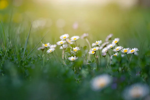 Papatyalar, çayırdaki beyaz çiçekler güneşli bir günde, bahar mevsiminde, çiçekler, çiçekli arka plan, kenar çekim