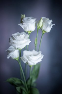 Eustoma, Çiçeklerin Pastel Buketleri, Yan Çekim, Çiçek Düzenleme, Egzotik Bahçe, Çiçek Dekorasyonu, Sanatsal Çiçekler, Taze Çiçekler, Çiçek Teması, Bulanık Arkaplan Tema.