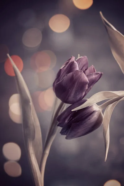 Krásné Fialové Tulipány Rozmazaném Pozadí Zelených Listů — Stock fotografie