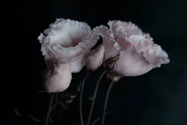 Eustoma Pastelové Kytice Kvetoucích Květin Boční Výstřel Květinové Aranžmá Exotické — Stock fotografie