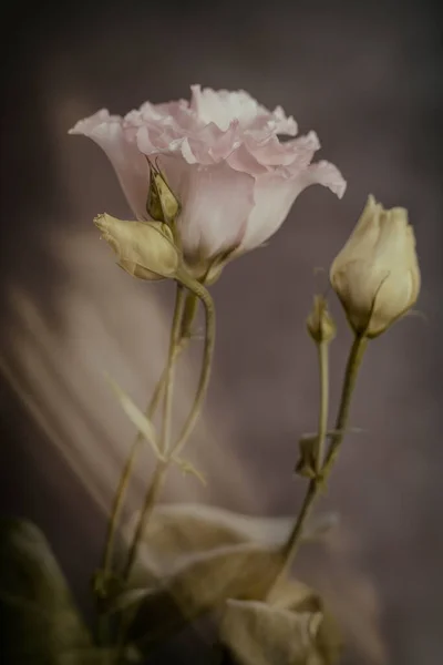 Eustoma Pastelowe Bukiety Kwitnących Kwiatów Boczne Ujęcie Egzotyczny Ogród Dekoracje — Zdjęcie stockowe