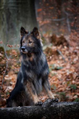 Alman çoban köpeği sonbahar ormanında oturuyor, ön planda, safkan köpek eğitiminde.