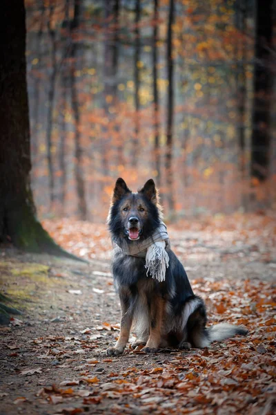 German Shepherd Dog Sitting Autumn Forest Front Shot Purebred Dog — Stock Photo, Image