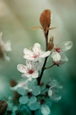 Güneşli bir günde Japon kiraz çiçekleri açar. Sakuro kirazının bahar dalları. Bahar bahçesinde çiçek açan ağaçlarla birlikte pembe Japon kiraz çiçekleri. Pastel tonlar. Taze çiçekler. Çiçek arka planı
