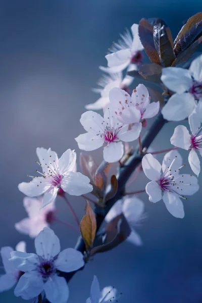 Japanese Cherry Blossoms Sunny Day Spring Twigs Blooming Sakuro Cherry — Stock Photo, Image