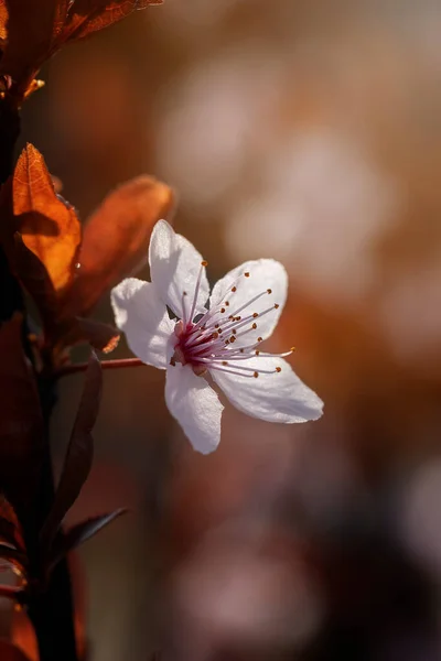 Güneşli Bir Günde Japon Kiraz Çiçekleri Açar Sakuro Kirazının Bahar — Stok fotoğraf