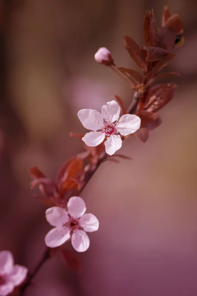 Japanische Kirsche Blüht Einem Sonnigen Tag Frühlingszweige Der Blühenden Sakuro — Stockfoto