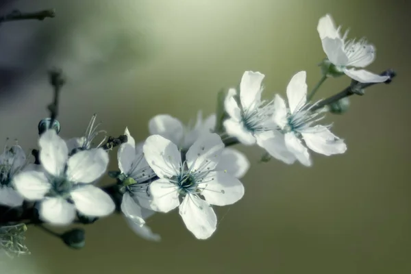 Les Cerisiers Japonais Fleurissent Par Une Journée Ensoleillée Brindilles Printanières — Photo