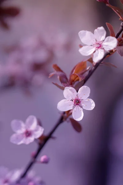 Japanese Cherry Blossoms Sunny Day Spring Twigs Blooming Sakuro Cherry — Stock Photo, Image