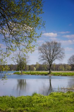 Vahşi sularda güneşli bir bahar havuzu, arkasında beyaz bulutlar olan mavi gökyüzü, Polonya