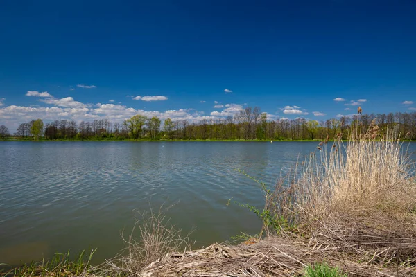 stock image Spring sunny day in the wilderness surrounded by wild ponds, blue sky with white clouds in the background, Poland