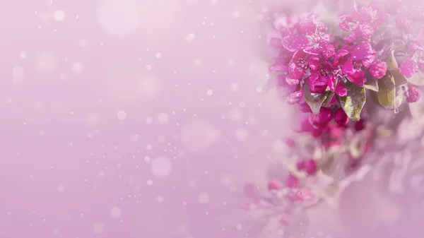 Pink Flowers Pink Blurred Background Floral Background Pastel Flowers Blank — Stock Photo, Image