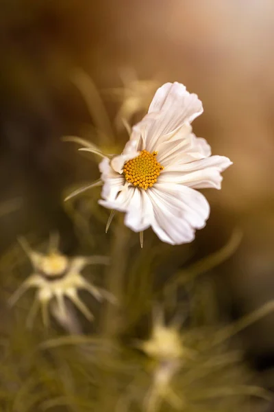 Bahçede Bulanık Arka Planda Güzel Beyaz Kozmos Çiçeği — Stok fotoğraf