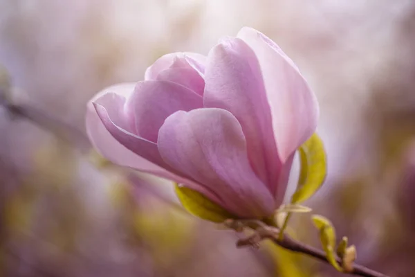 stock image Magnolia flower on a sunny day, close-up. Magnolia tree with beautiful pink petals outside. Spring magnolia flowers in the garden. Beauty of nature