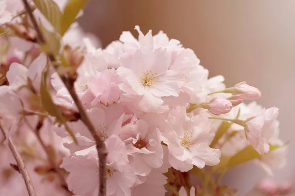 Japanese Amanogawa Cherry Blossoms Close Spring Season Pastel Tones Floral — Stock Photo, Image