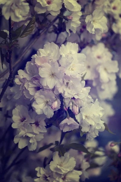 Japanische Amanogawa Kirschblüten Aus Nächster Nähe Frühlingszeit Pastelltöne Floraler Hintergrund — Stockfoto