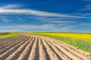 Polonya 'nın yeşil-kahverengi tarım arazileri. Çiftçilerin bahar çalışması. Resimli bahar manzarası.