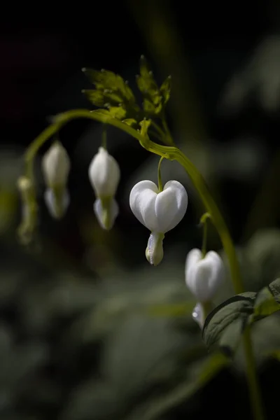 Beyaz Çiçeğe Yaklaş — Stok fotoğraf