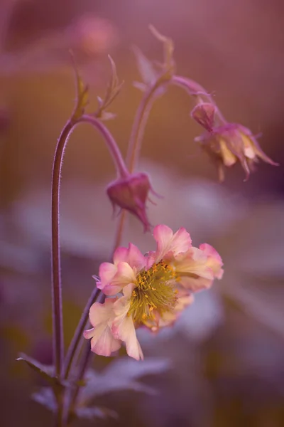 Όμορφο Ροζ Λουλούδι Floral Φόντο Επιλεκτική Εστίαση — Φωτογραφία Αρχείου