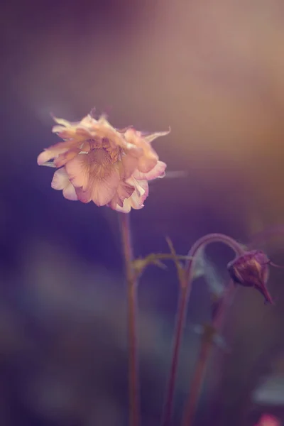 Krásná Růžová Květina Květinové Pozadí Selektivní Zaměření — Stock fotografie