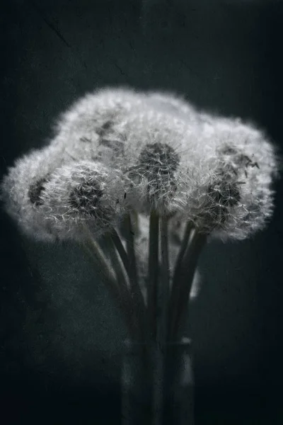 Black White Fluffy Dandelion Flower Dark Background Summer Season — Stock Photo, Image