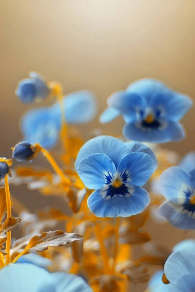 Hermosas Flores Azules Flor Sobre Fondo Borroso — Foto de Stock