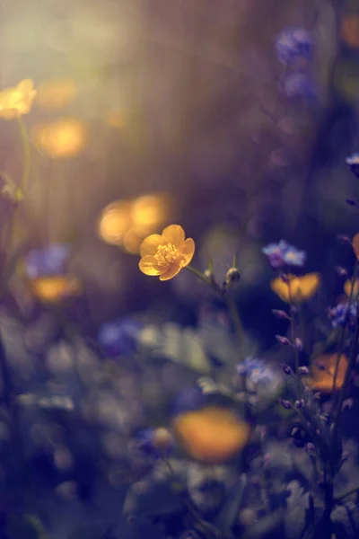 Beautiful Flowers Blurred Background Nature — Stock Photo, Image