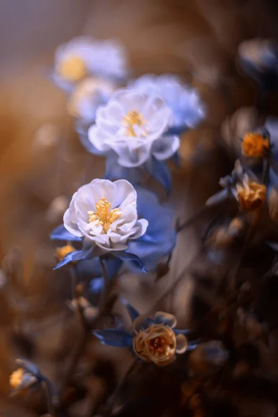 Macro Una Flor Jardín — Foto de Stock