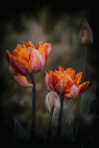 Orange Tulip Flowers Blurred Background — Stock Photo, Image