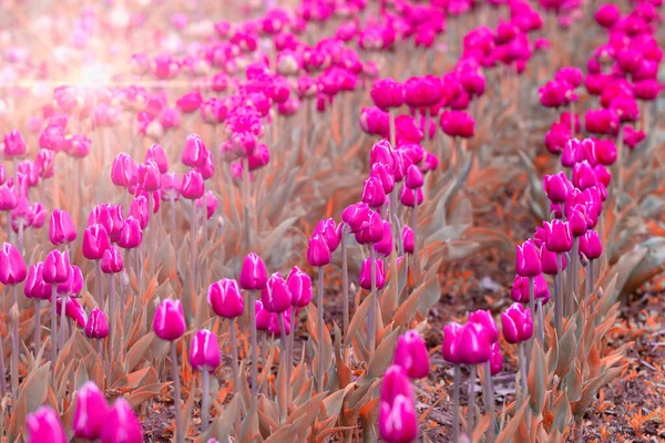 Mooie Bloeiende Tulpen Buiten Close — Stockfoto
