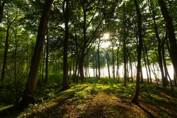 Schöner Sonnenaufgang Wald — Stockfoto