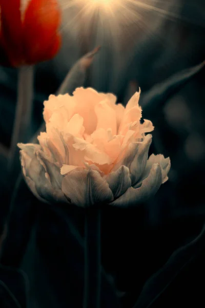 Mooie Bloeiende Tulpen Tuin — Stockfoto
