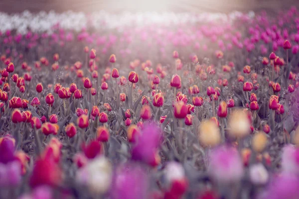 Beautiful Blooming Tulips Garden — Stock Photo, Image