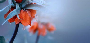 Pankart. Kopyalama alanı tebrik kartı ile düz uzandı. 