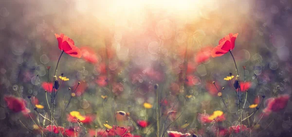 Red Poppy Field Sun Spring Background — Stock Photo, Image