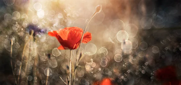 Gyönyörű Vörös Mák Virágok Reggel — Stock Fotó