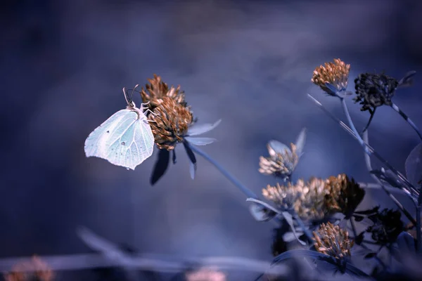 Hermosa Mariposa Blanca Jardín — Foto de Stock