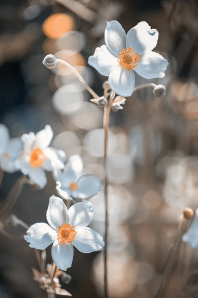 Весенние Цветы Саду Белый Анемон — стоковое фото