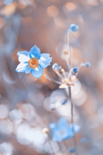 Hermoso Fondo Primavera Con Flores Azules — Foto de Stock