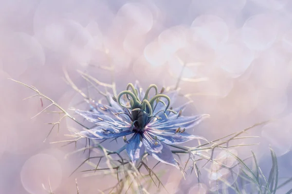 Blaue Blume Garten Blumiger Hintergrund — Stockfoto