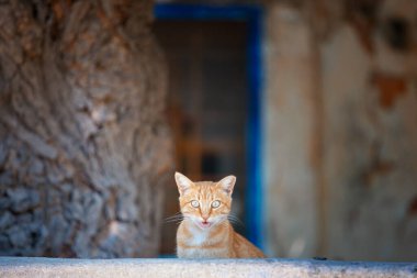 Kedi yerde oturuyor.