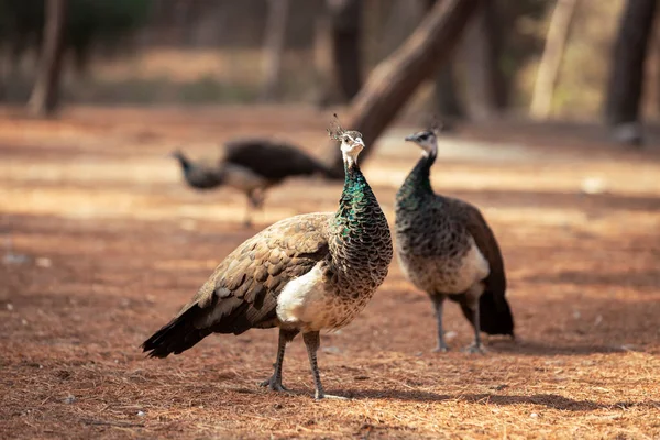 stock image peacock, beautiful bird in the nature