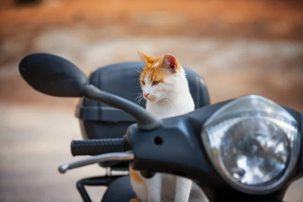 Arabada oturan sevimli kedi.