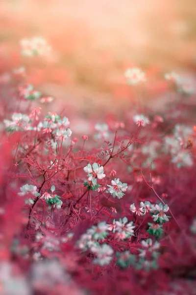 Schöne Sommerblumen Auf Dem Feld — Stockfoto