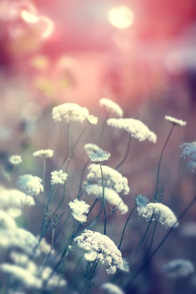 Piękne Letnie Kwiaty Polu — Zdjęcie stockowe